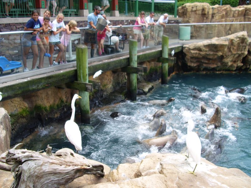 seaworldorlandoflorida16.jpg