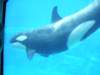 seaworldorlandoflorida19_small.jpg