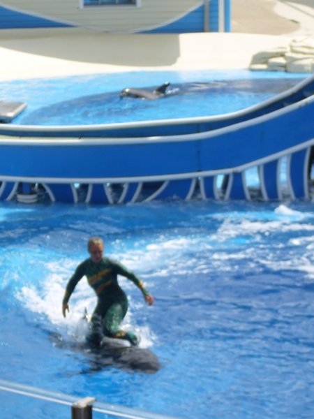 seaworldorlandoflorida5.jpg